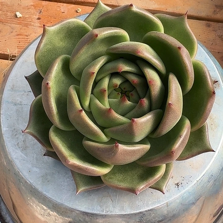 东云植物一物一拍