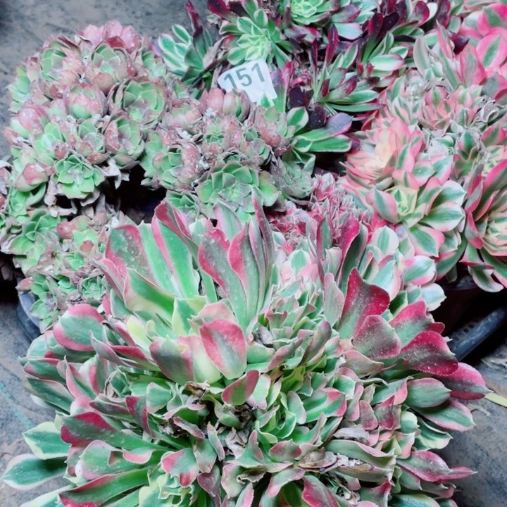 多肉植物组合 151