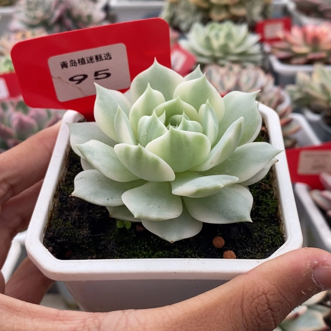 95号露娜莲锦多肉
