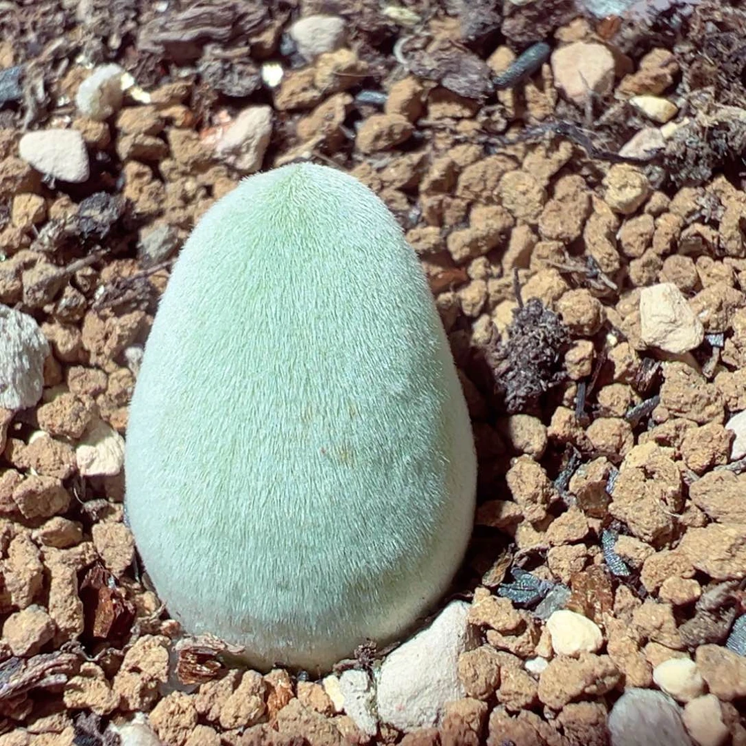 109-140多肉多肉宝辉玉1.3cm