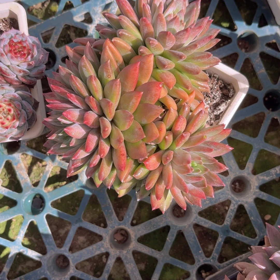 16.5公分99899999999