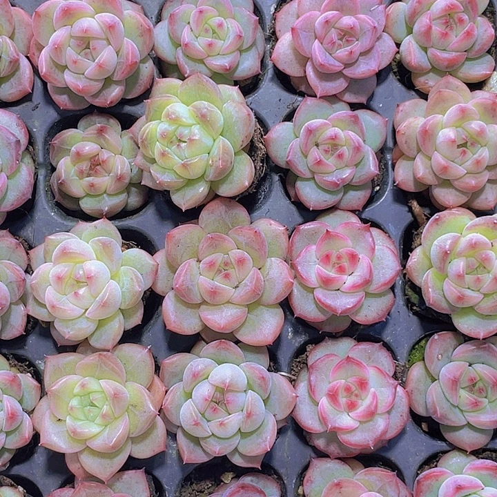 特别款移动【满10颗包邮】