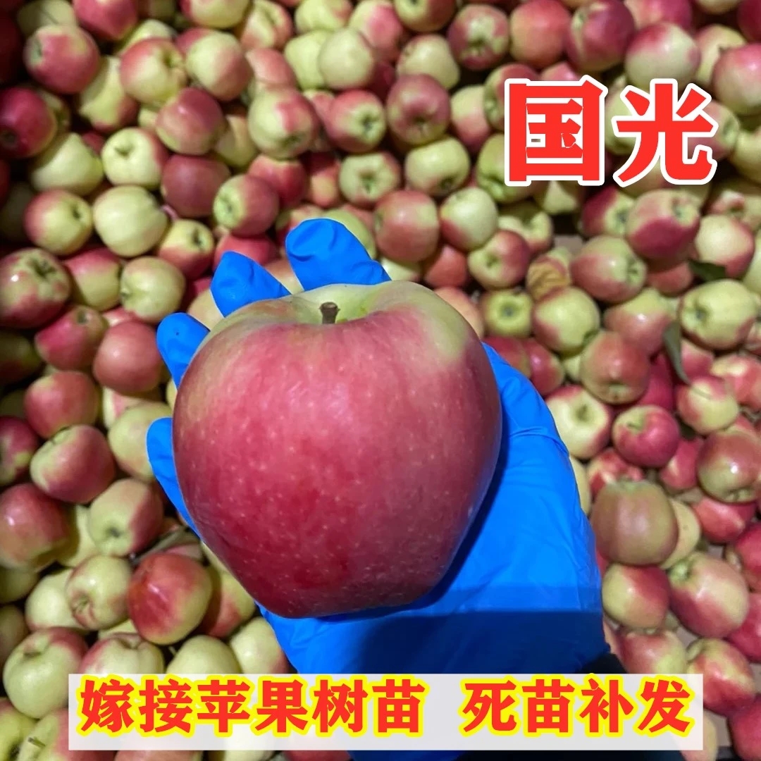 嫁接小国光苹果树苗南方北方种植脆甜苹果苗地栽盆栽果树当年结果