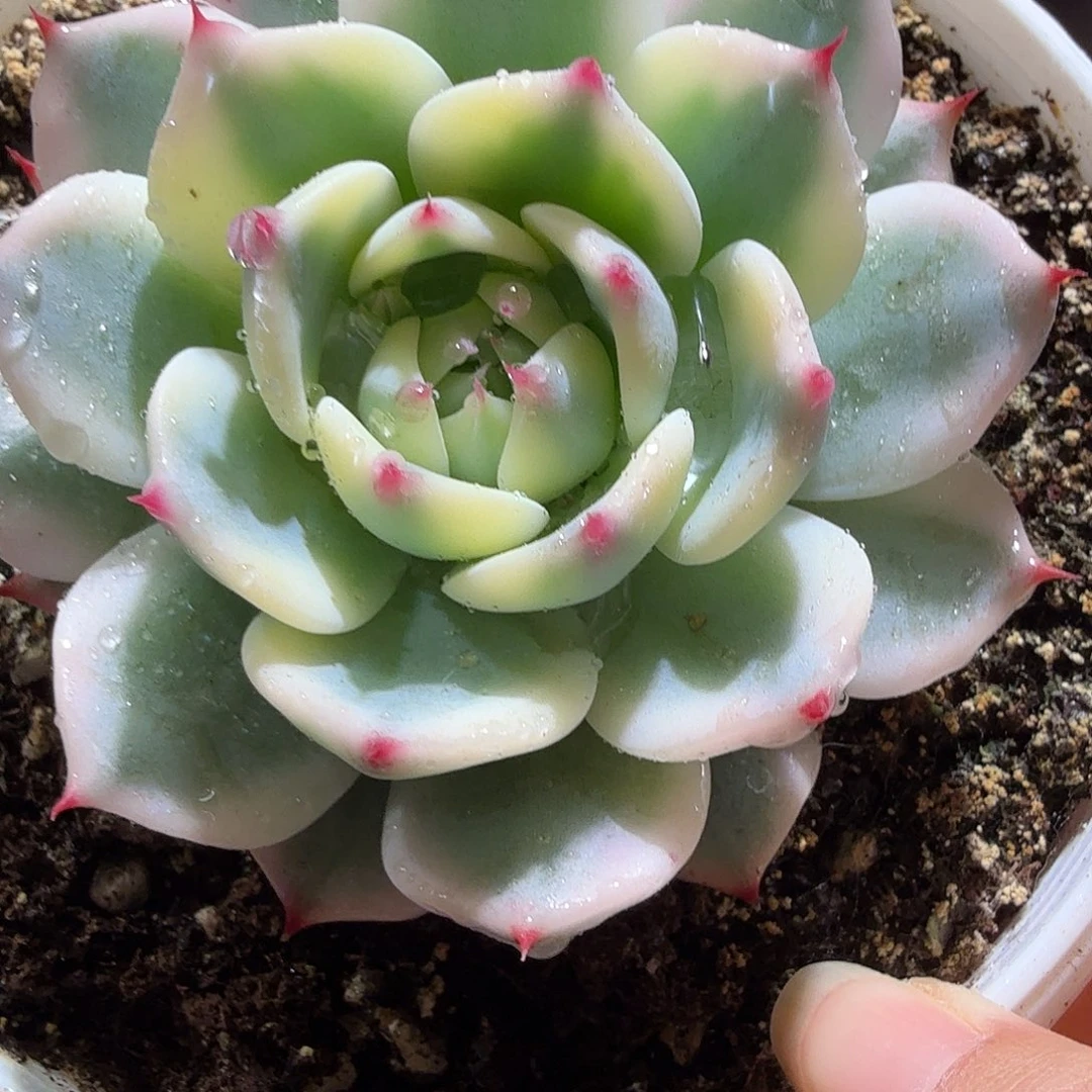 吉娃娃锦，多肉植物。