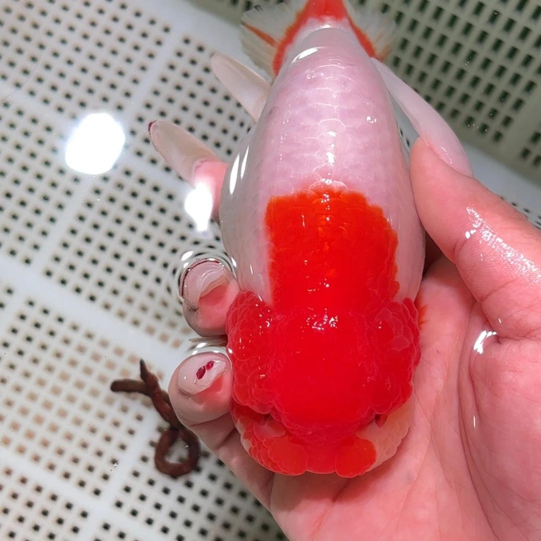 迎***制金鱼拍包装包邮，不拍包装运费到付