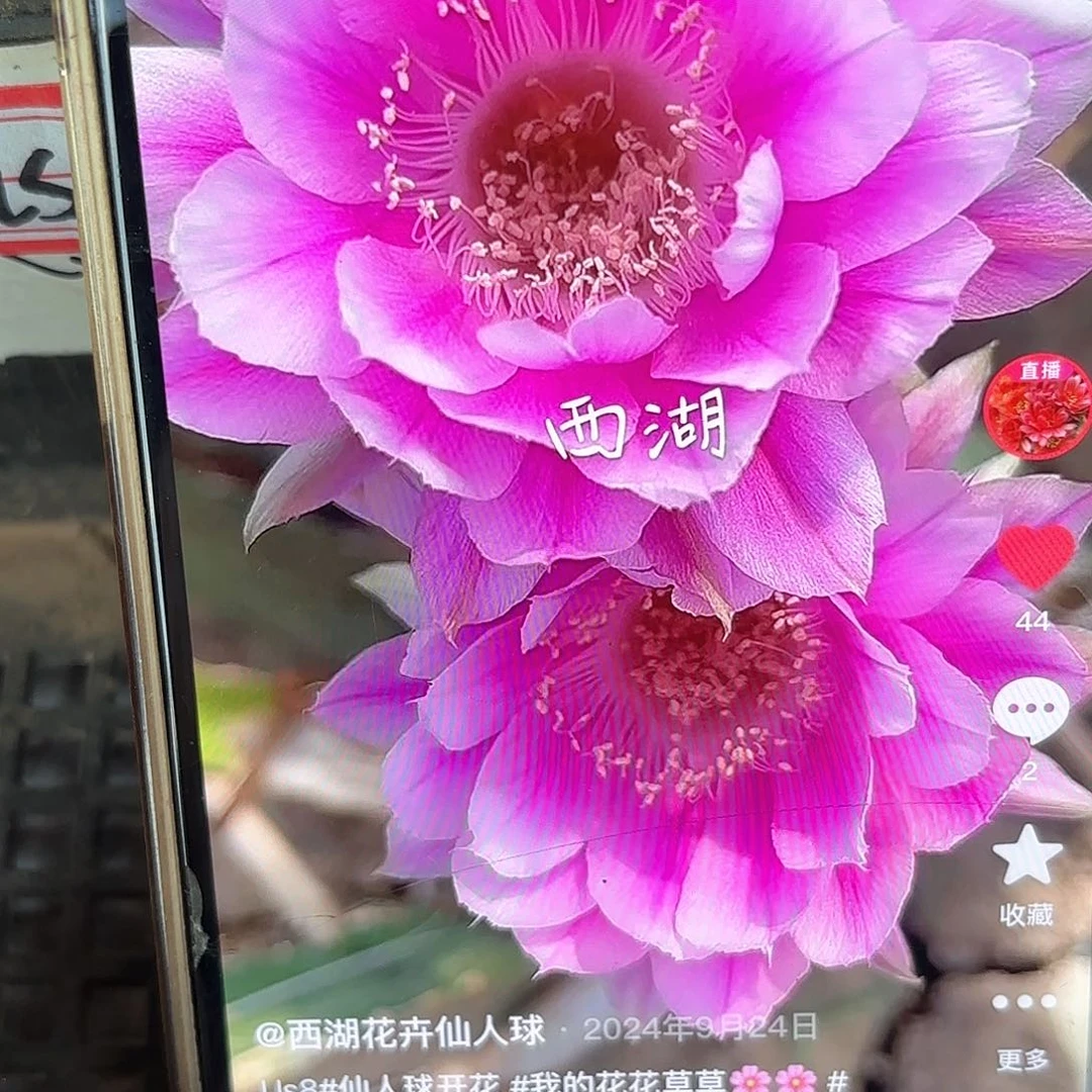 Us8彩侧牙20包邮仙人球10