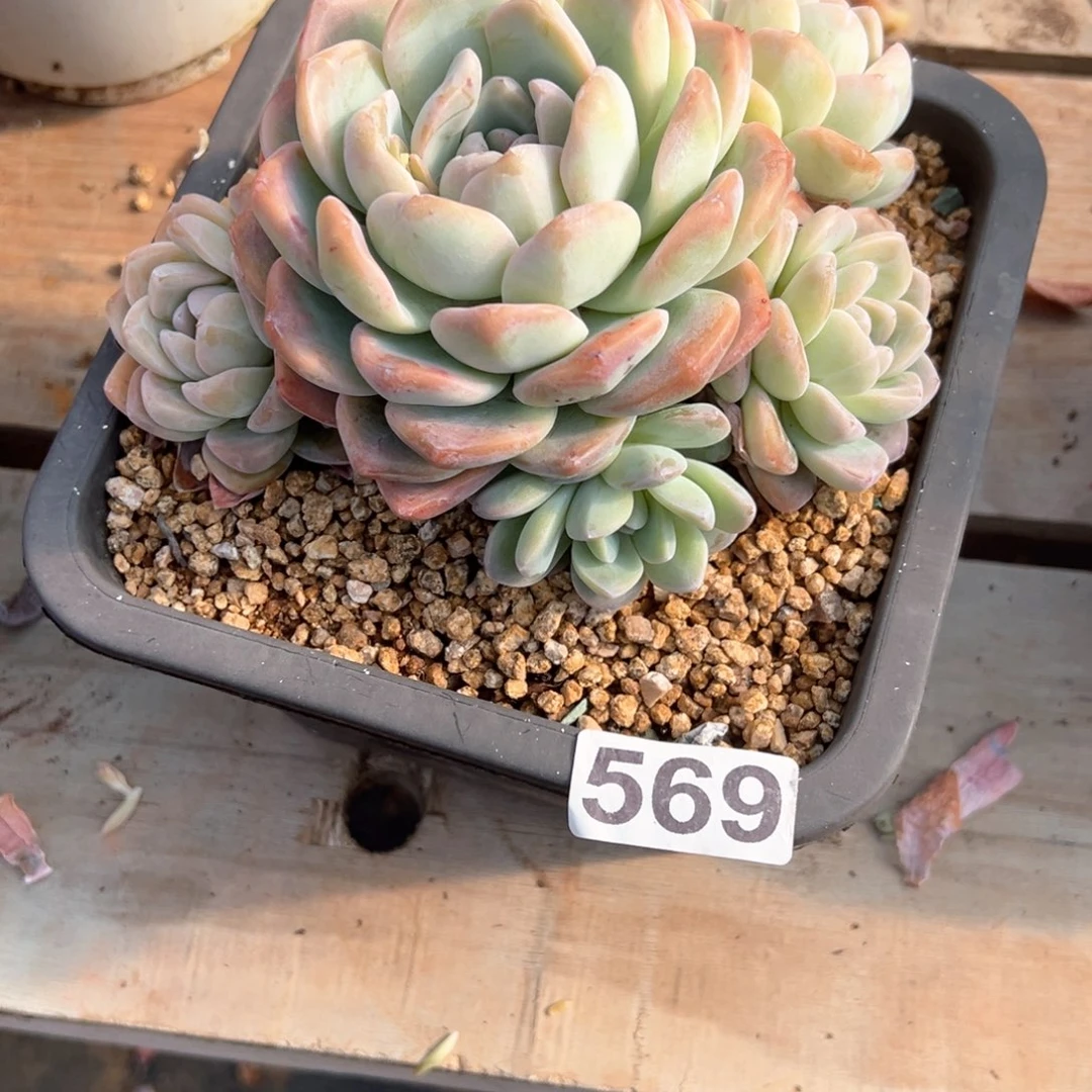 梅*569手捧冰玉多肉