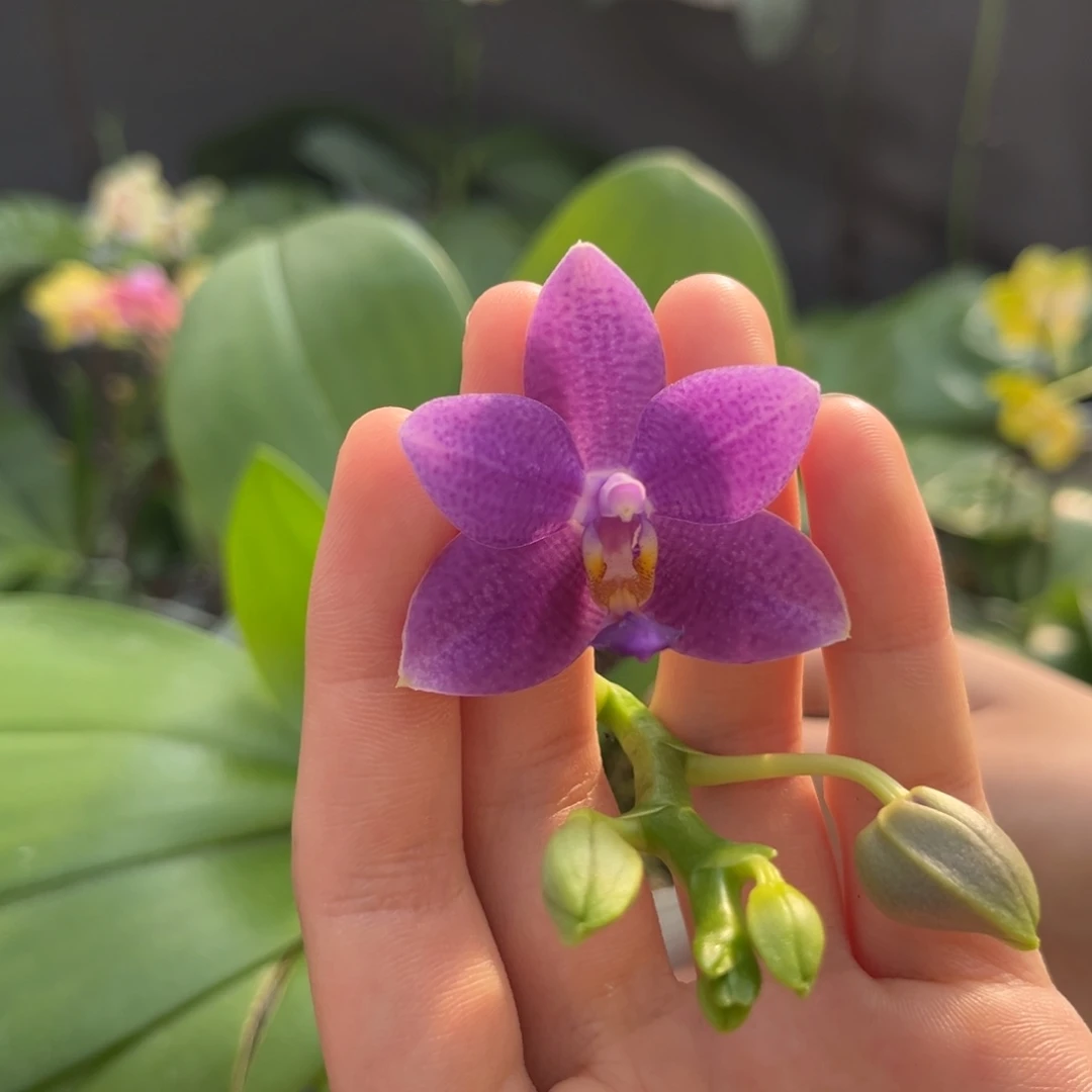 完全开放3.5寸柳林蓝星开花株