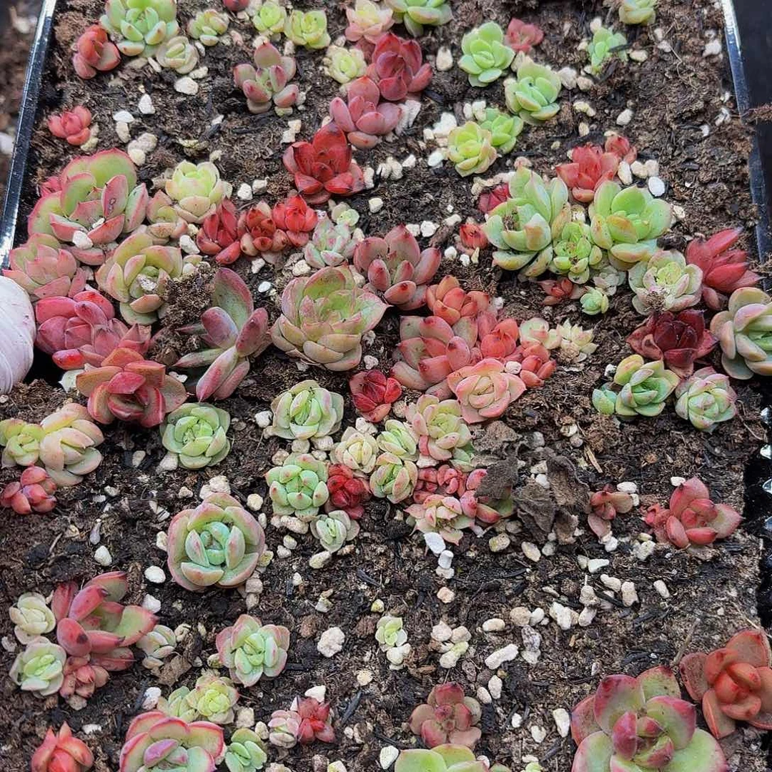 多肉植物多肉植物50