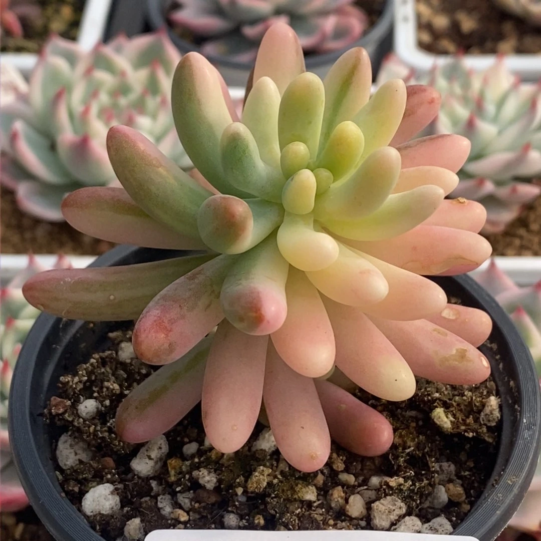 584乙女心锦大单头