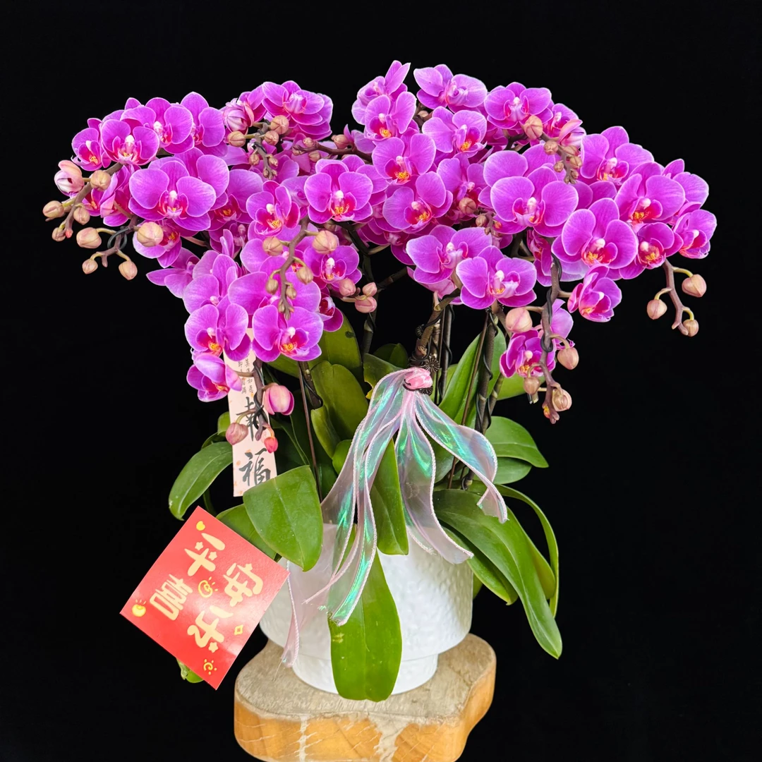 【骄阳公主】紫色的高级蝴蝶兰耐开耐摆带花带花苞室内花卉