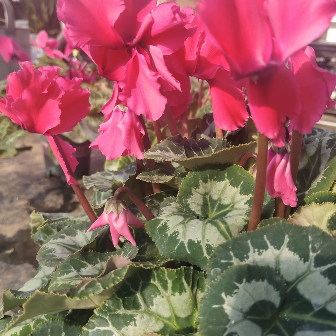 仙客来（皱边粉色）盆栽带花苞发货四季开花室内观花植物