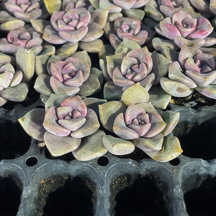 小紫乐1元带土发