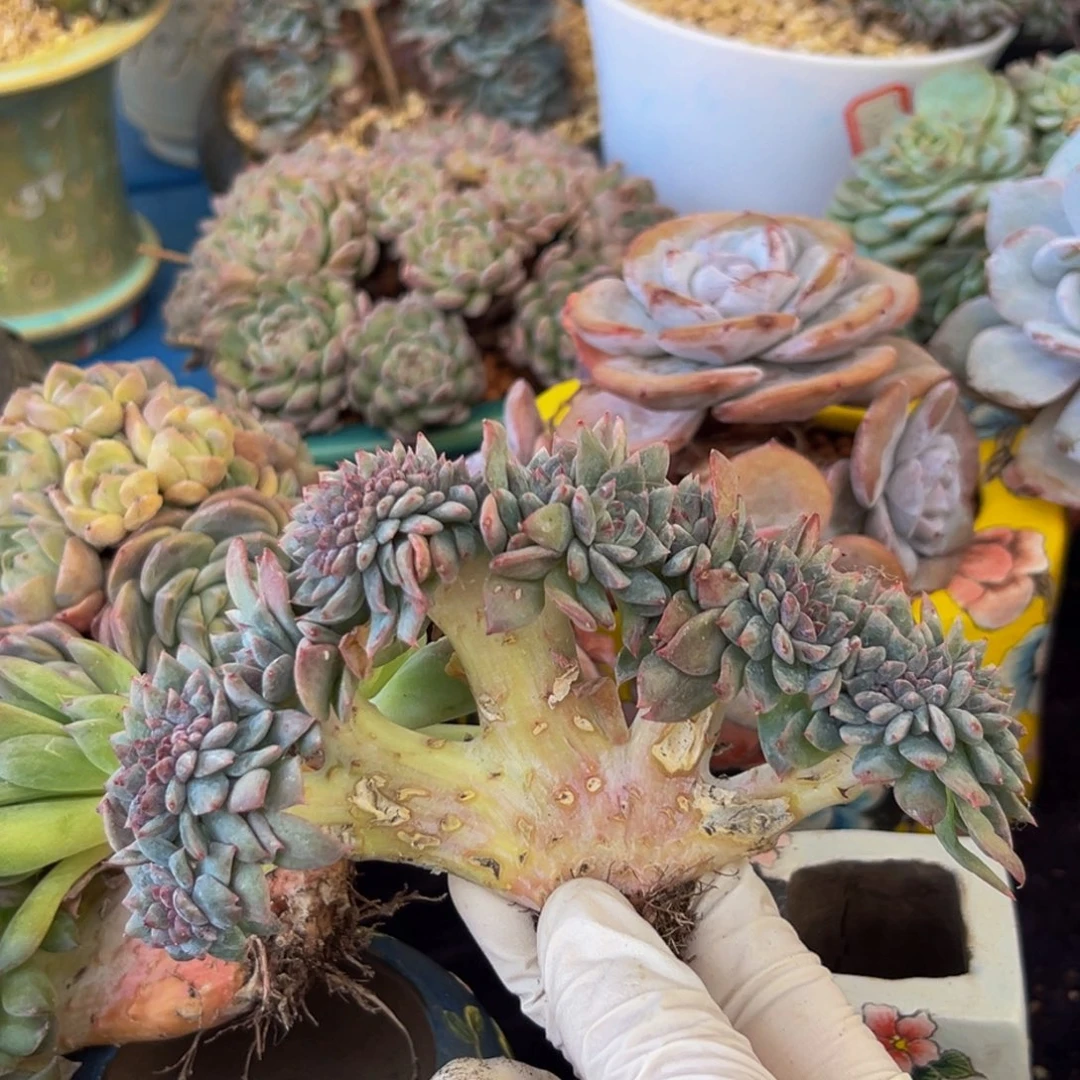 新年快乐 新年快乐 新年快乐