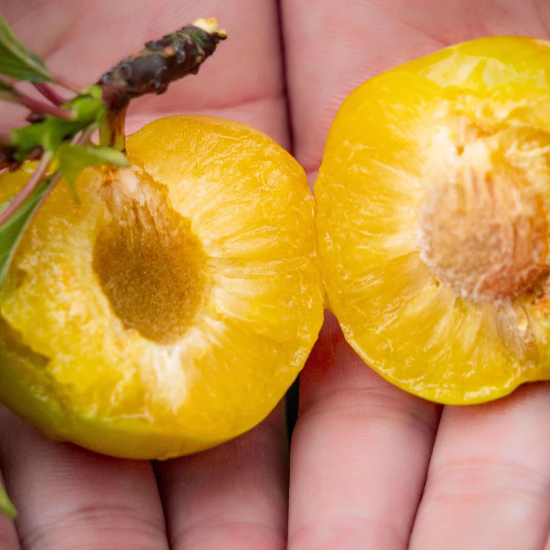 【精品大果3和5斤】安顺正宗六马蜂糖李