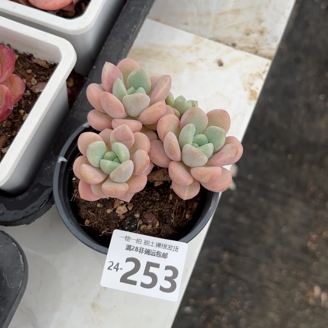 蛋挞老桩多肉多肉多肉