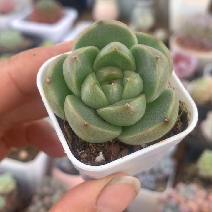 绿胖子珍妮一物一拍