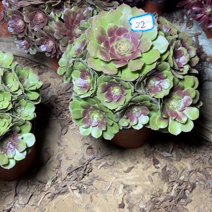 多肉植物沙拉碗22