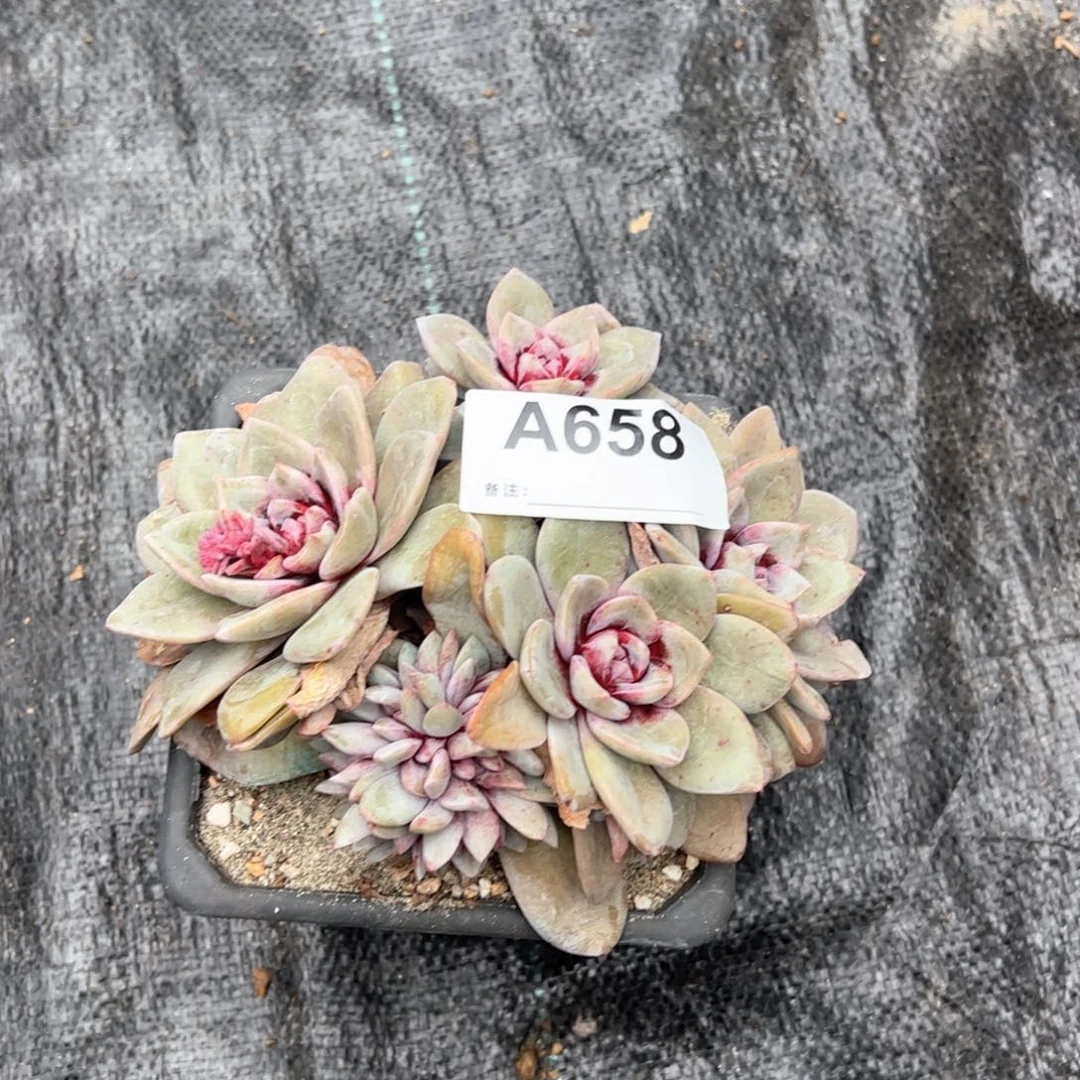 658多肉多肉多肉
