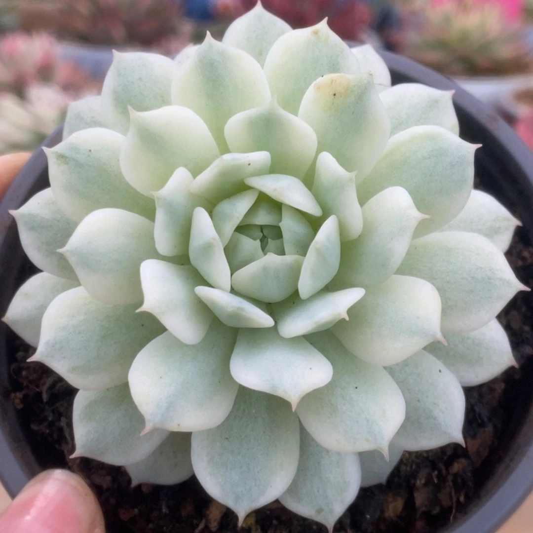 649静夜锦锦锦锦锦锦