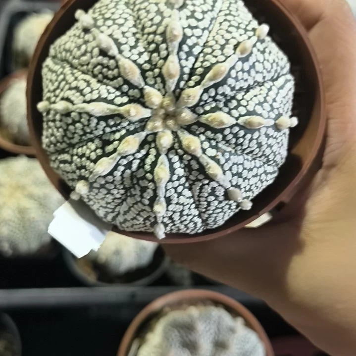 奇迹实生一物一拍7.3