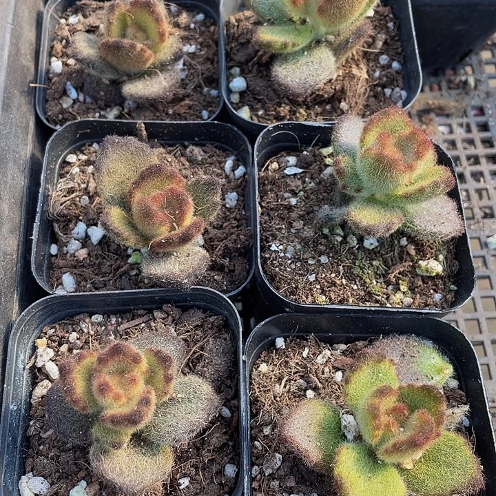泰迪熊带盆土发货