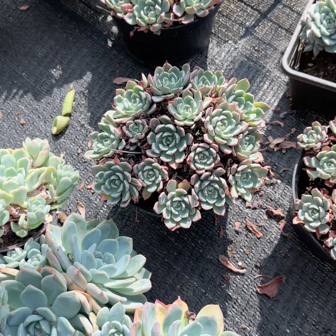 无花朵娜娜小勾老桩