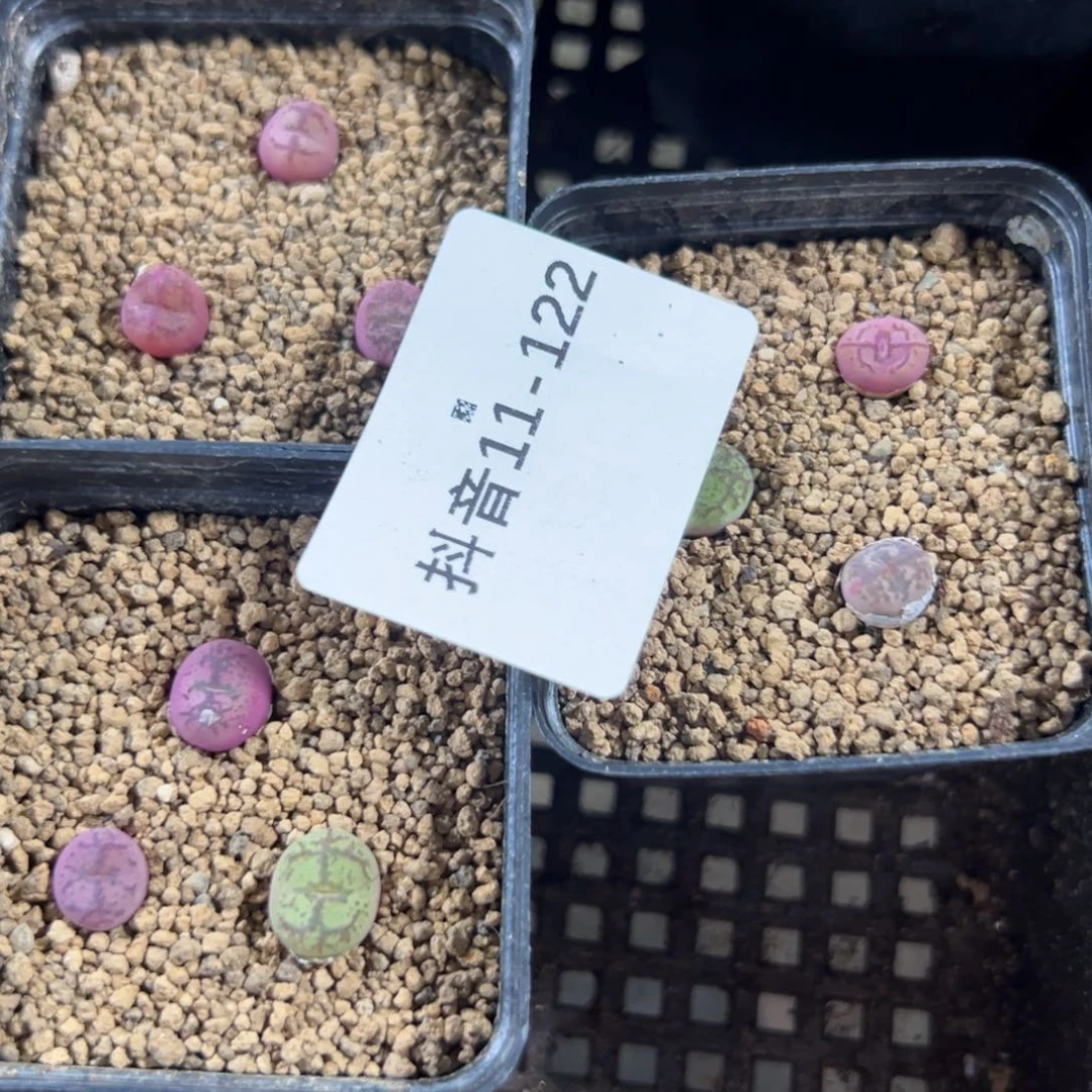 11-122量拍吕毛杂一盆3颗