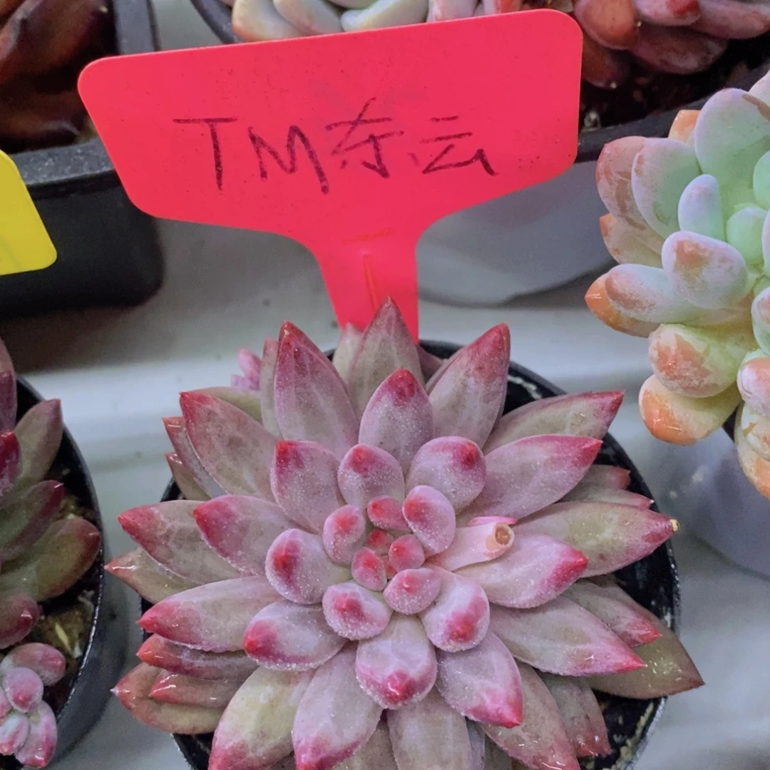 开心多肉，首播2场，一单包邮