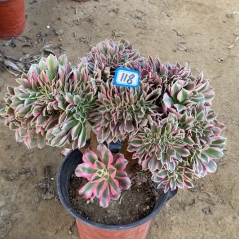 粉女巫缀一物一拍