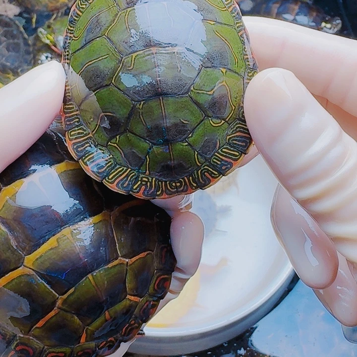 逗***～绿毛龟母222222222222