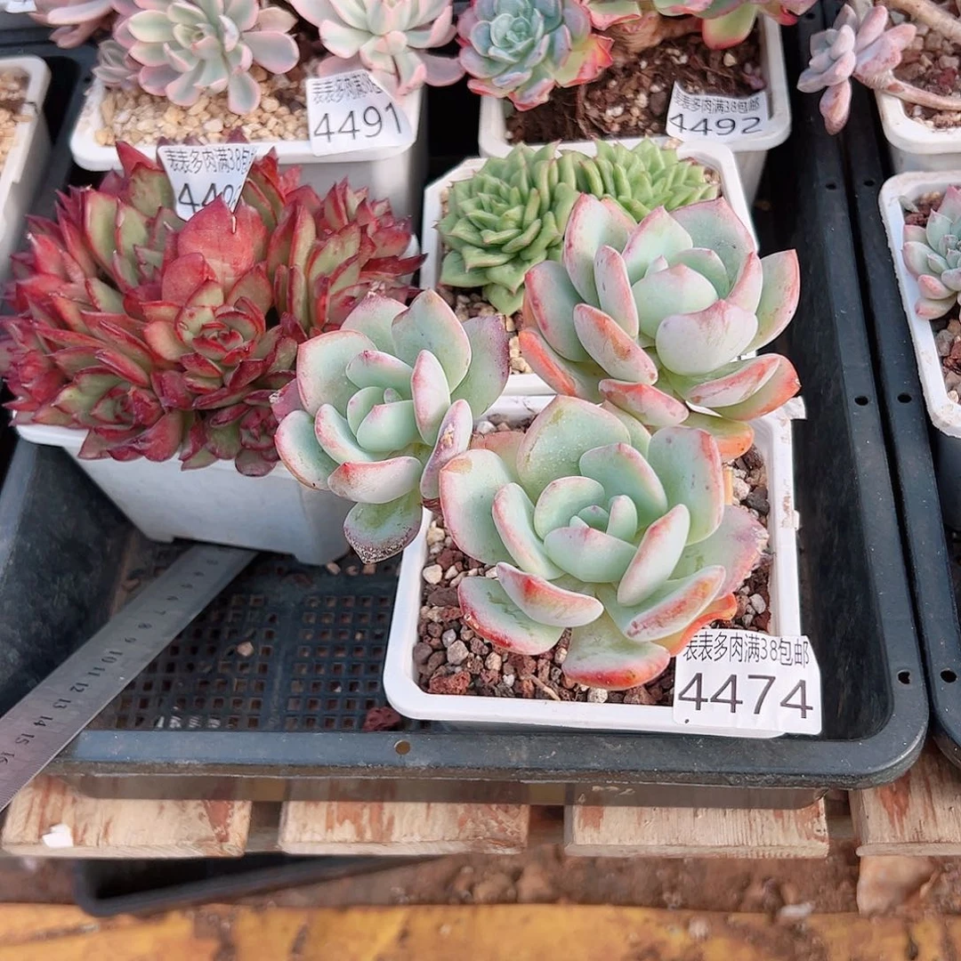 平***真无花朵多肉一物一拍植物4474