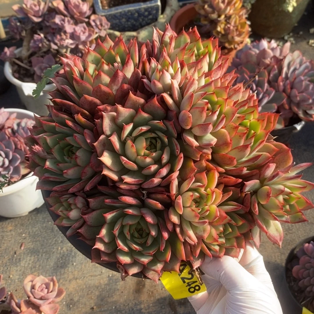 248宝莲灯一物一拍