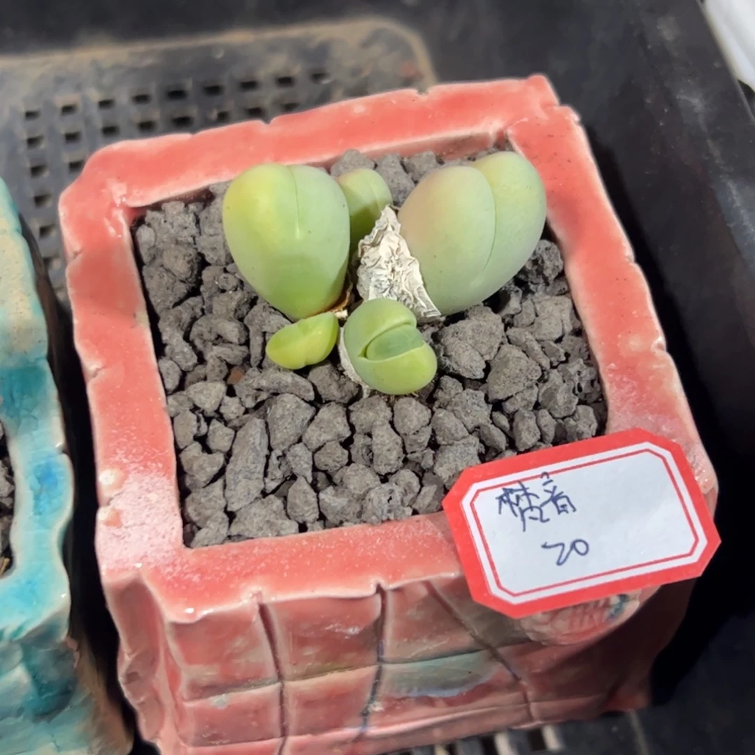 多肉植物多肉植物