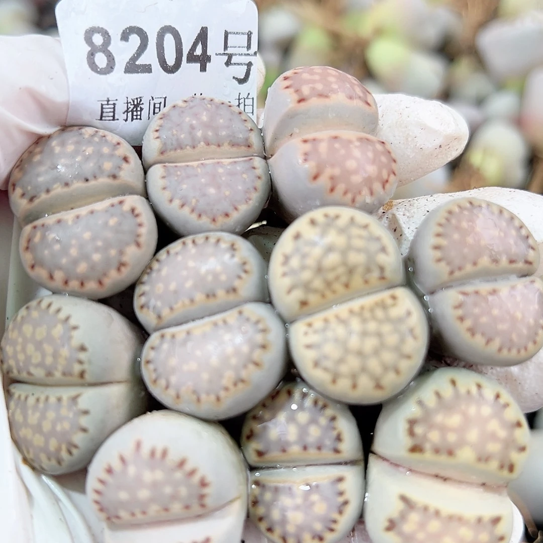 8204五年饼干10个2-2.5cm