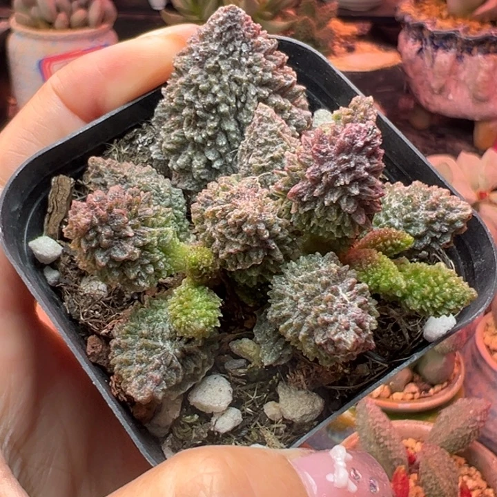 朱紫玉。