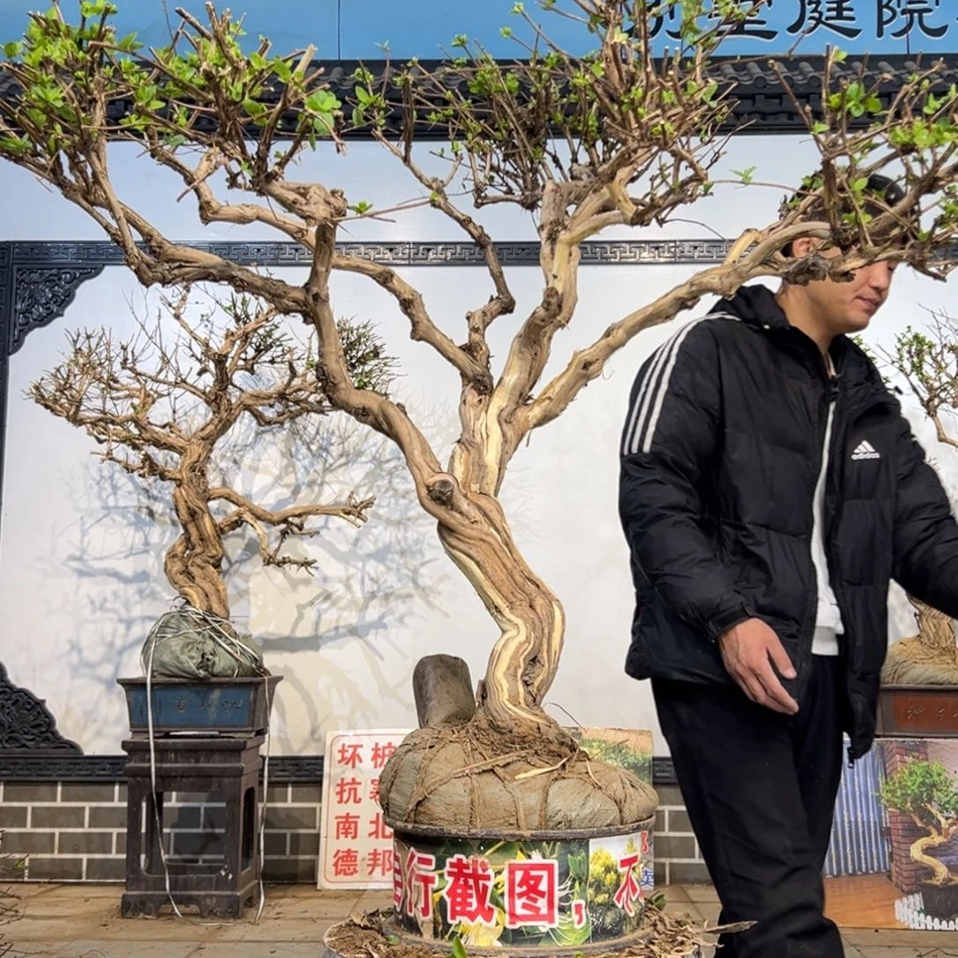 无花朵金银花开花366655885858