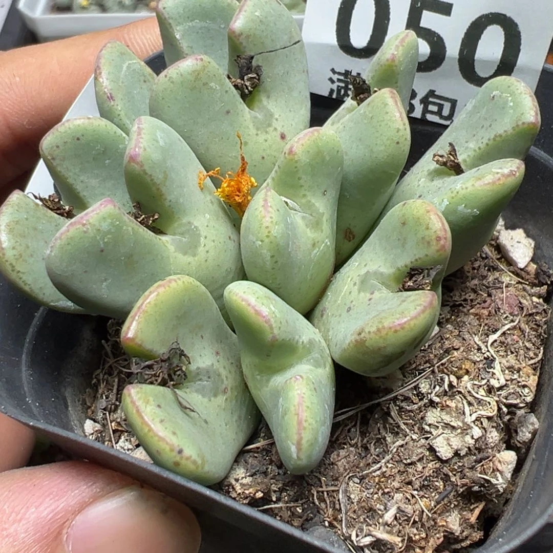 【闪购商品】 050。