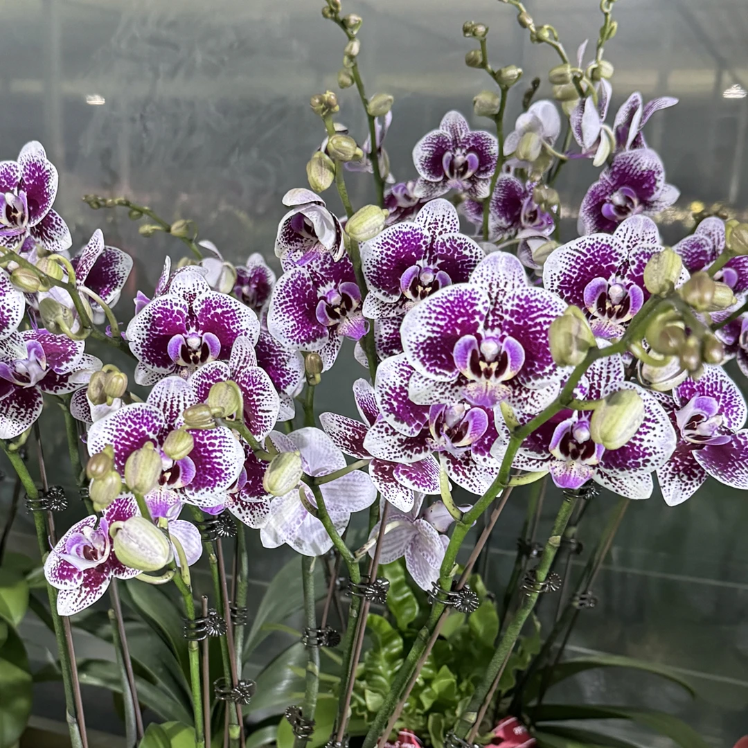 年宵花多花型【鸿运当头】蝴蝶兰苗子