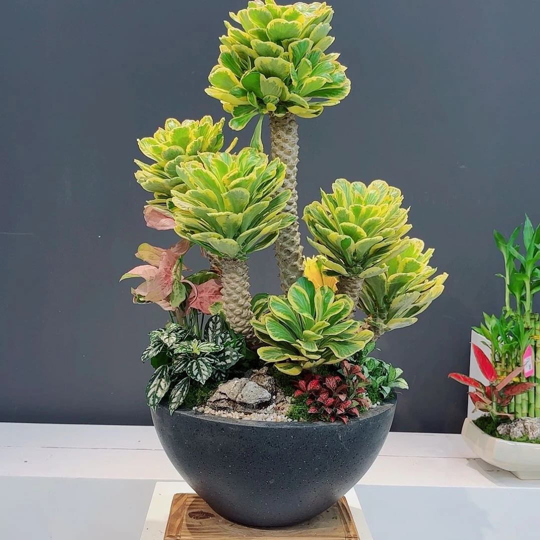 无花朵音**室高端艺术盆景一物一拍