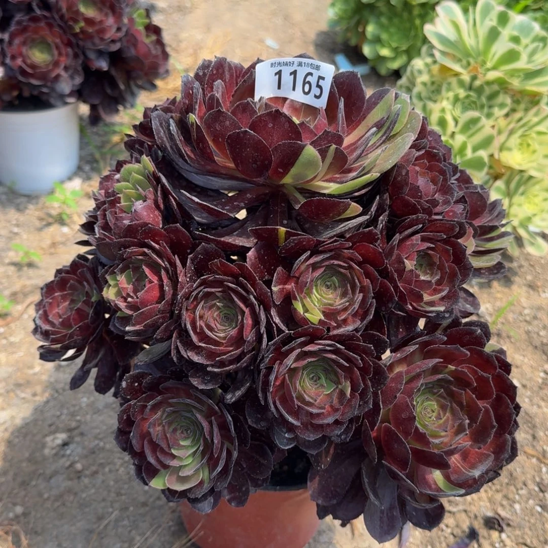 1165黑美人多肉植物