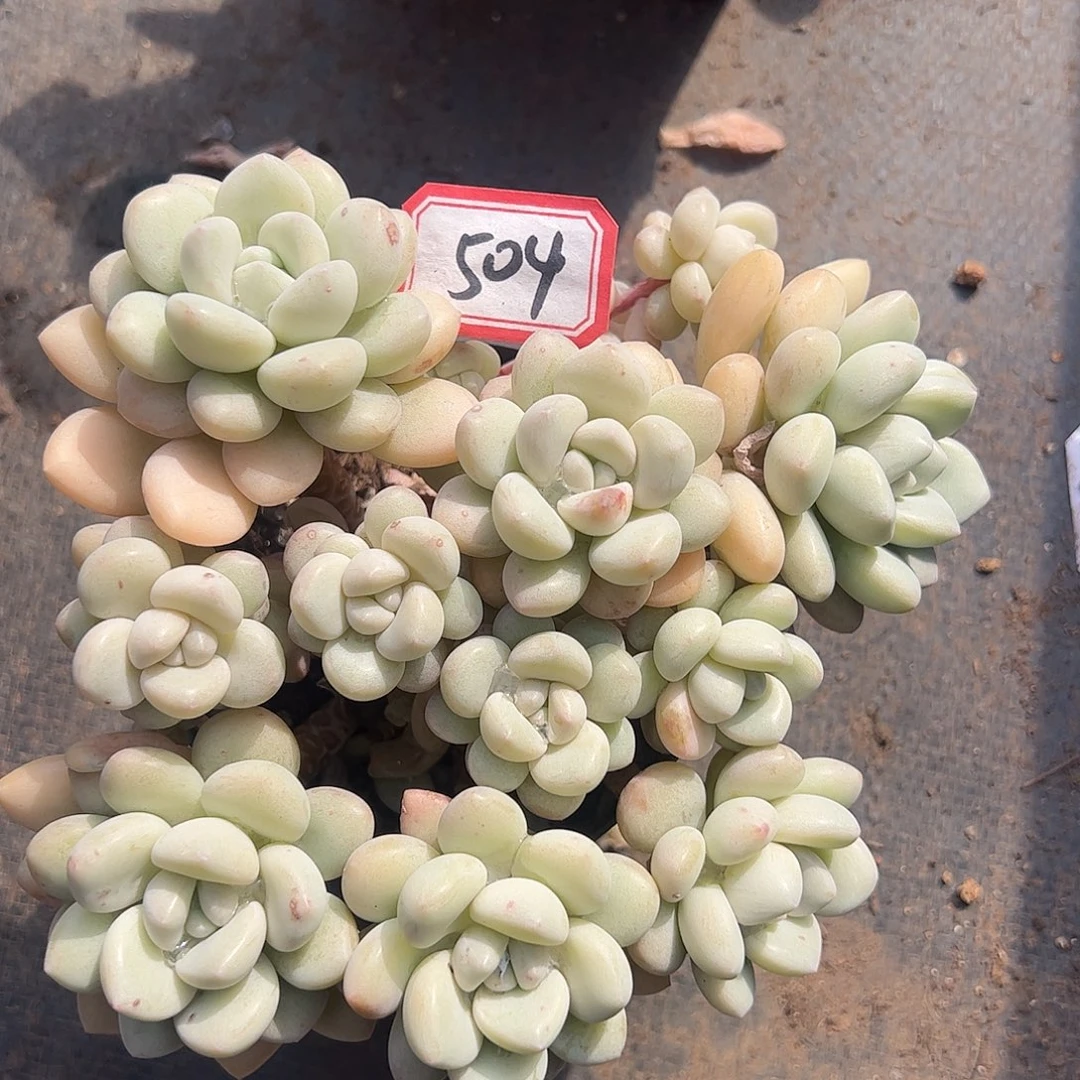 504号泡泡糖，一物一拍