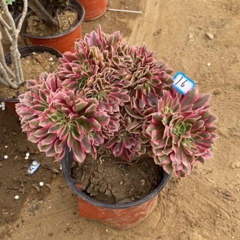 粉女巫缀一物一拍