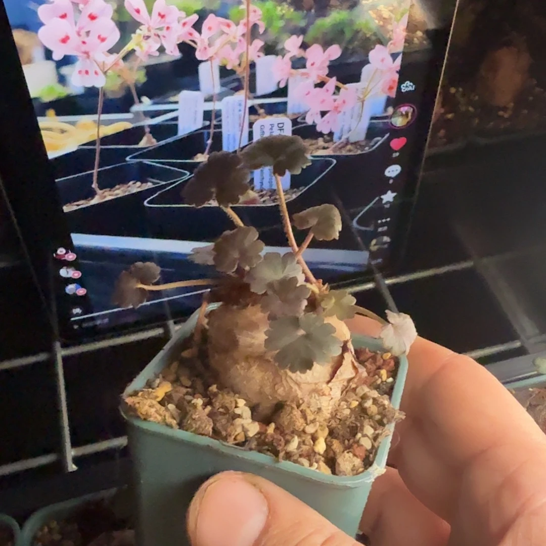 肾叶洋葵一个带盆发