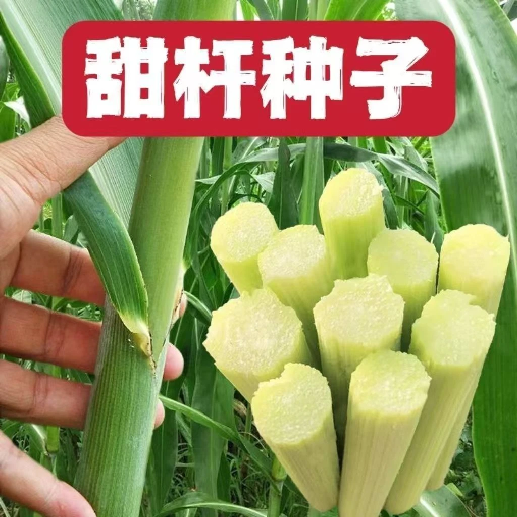 高糖甜杆种子薄皮甜杆蔬菜水果青皮甘蔗春播夏播四季种植简单易生