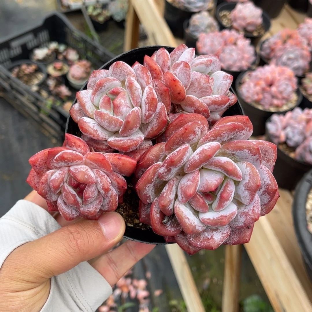 一物一拍不支持退换