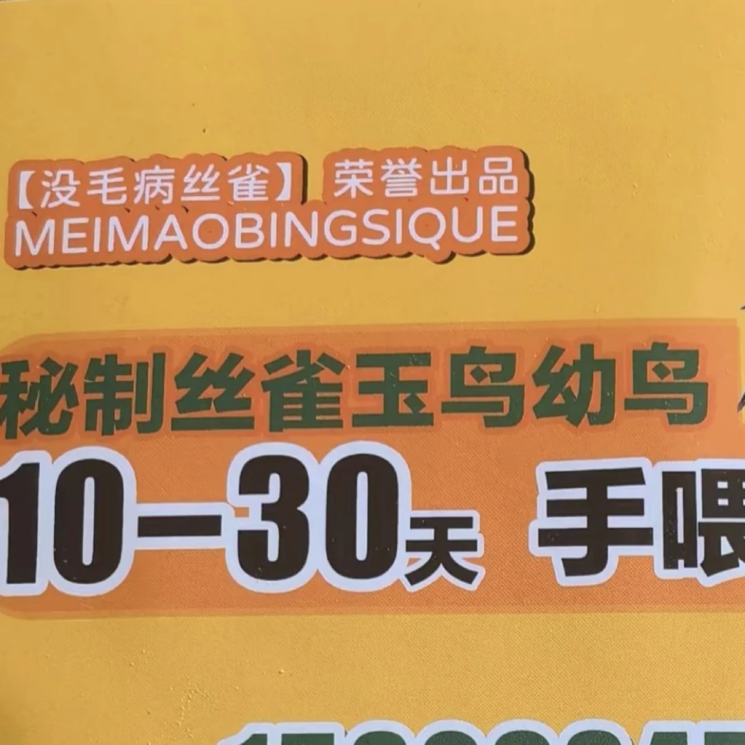 丝雀，玉鸟10-30天手喂食