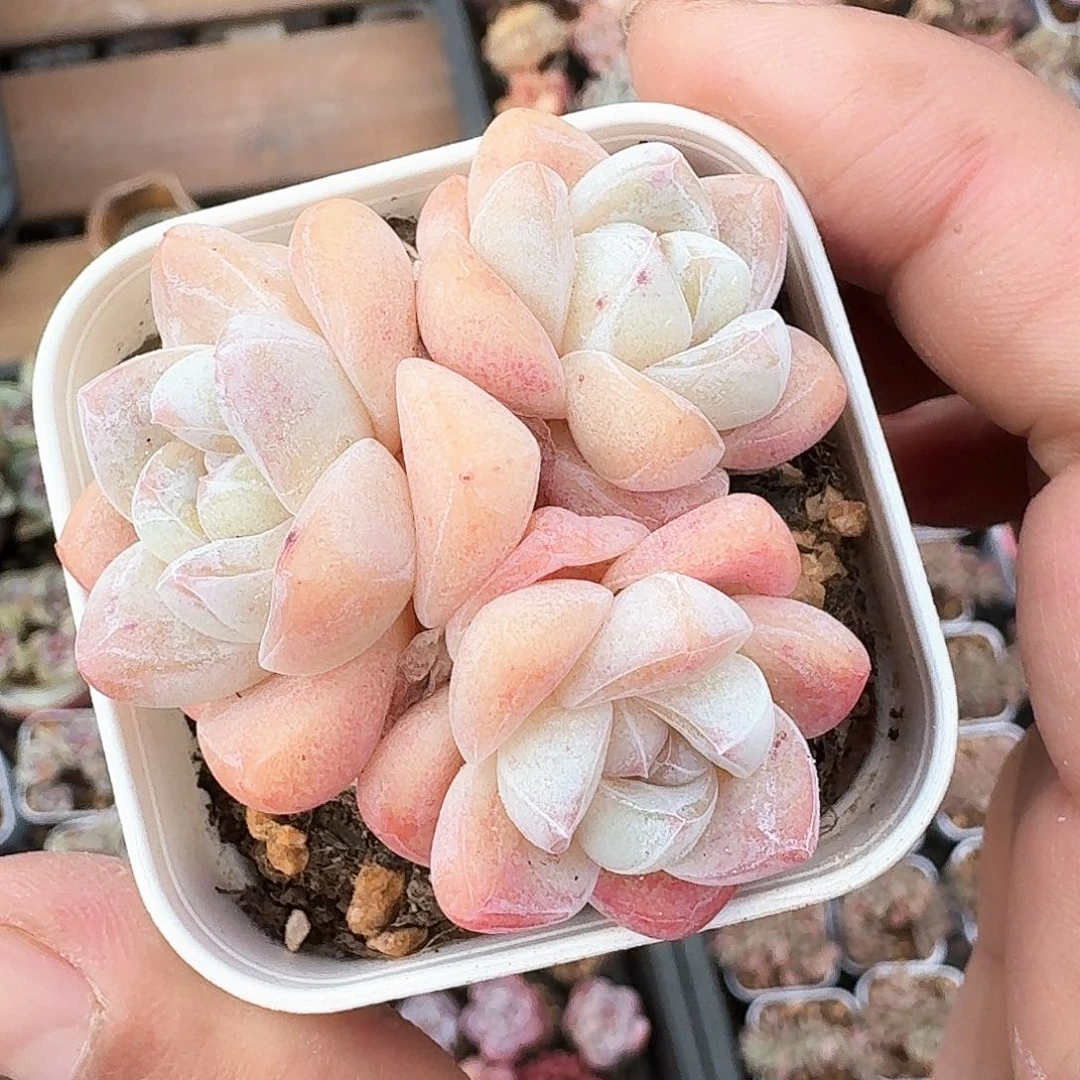 冰玉3头群生老桩，可带盆