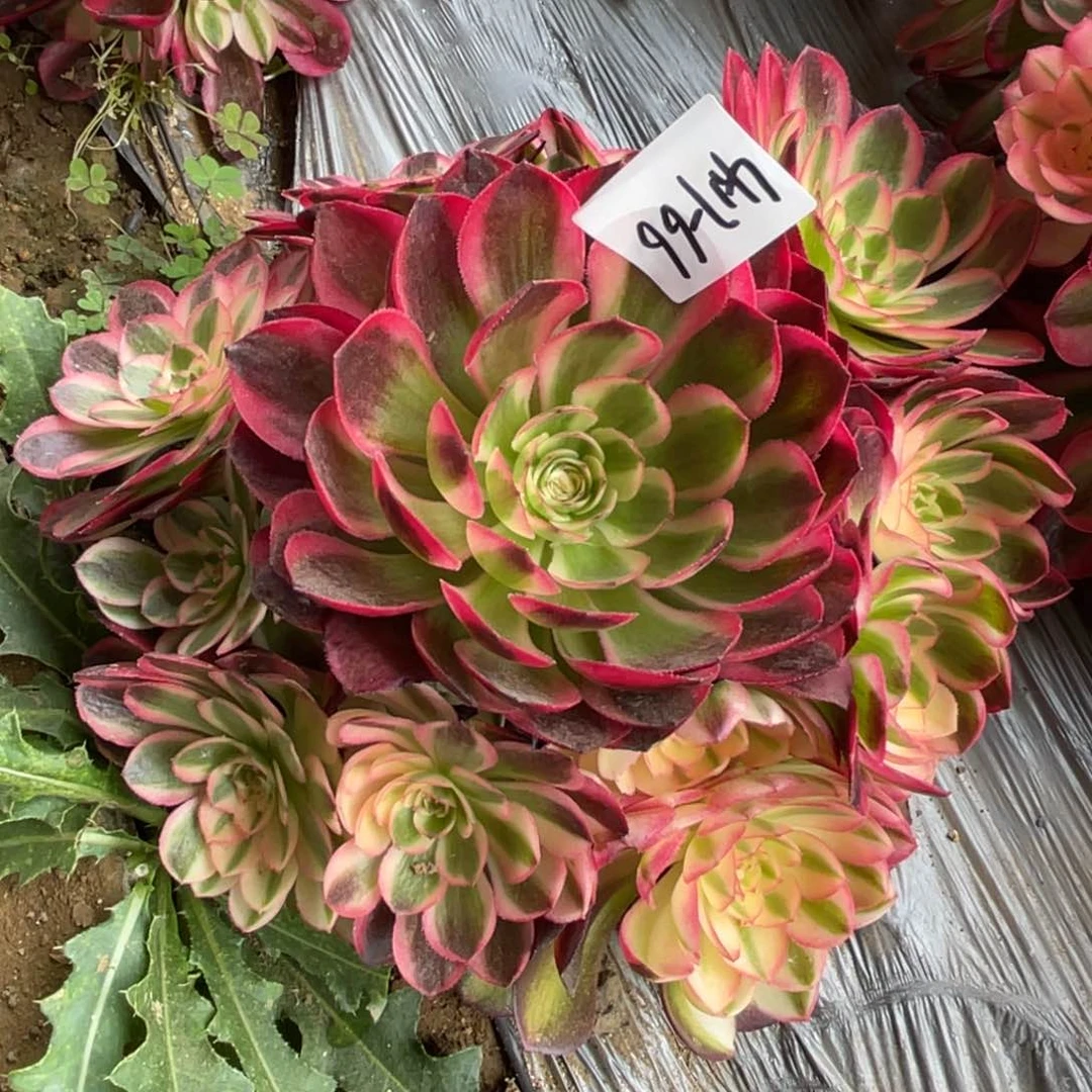 ?**缺17-66荔枝法师锦寄养