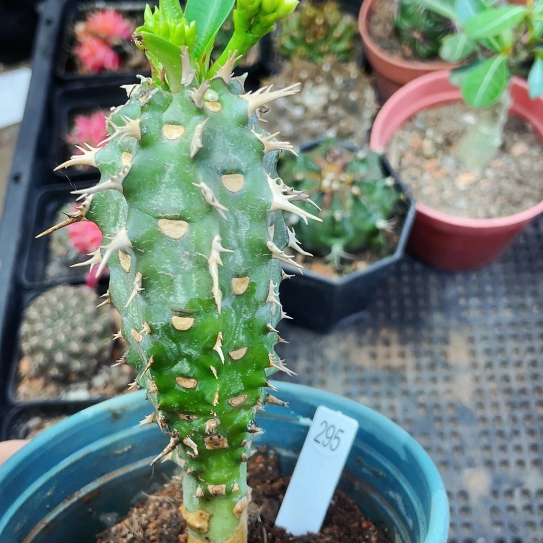 非偏远地区满25包邮仙人球裸根